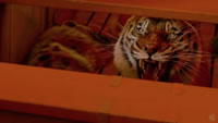 Life of Pi